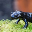 A black salamander with ribbed sides standing on green moss