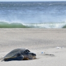 A sea turtle on a beach covering a nest while a wave crashes in the background