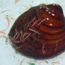 A brown mussel with orangish brown striations'