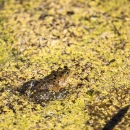 A tan-colored frog with dark spots in a pond covered with vegetation