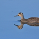 A brown and grey duck swimming in blue water
