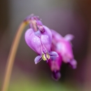 A group of three bright purple flower hanging down from a brown stem