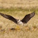 A white-breasted bird with dark grey wings outstretched while standing on the ground