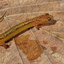 A yellow/orange salamander with two lines of spots down its back standing on a leaf