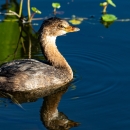 A black and brown bird swimming next to emergent vegetation