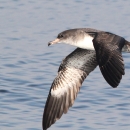A black grey and white bird flying low over the water