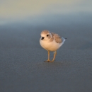 Piping plover on sandy beach