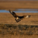 A black and white bird with webbed feet and it's wings spread landing on a dry grassland with water in the background