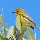 A yellow bird with dark black stripes around it's eyes