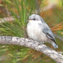 A light grey/blue bird with black feathers in it's wings on a branch