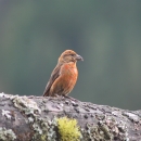 A red bird with dark red/brown beak and wings