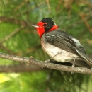 A black bird with white breast and bright red face