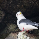 A small white bird with grey wings, bright red/orange legs and yellow beak
