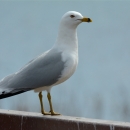 A gull with white head and breast, light grey wings and black tail, and a black ring around it's yellow beak
