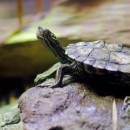 A turtle with a yellow and black pattern on it's neck basking on a rock