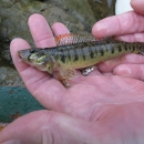 A small fish in hand with brown stripes along it's side and red markings on it's dorsal fin