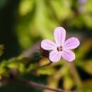 A bright pink flower