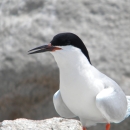 A white bird with light grey wings, black cap and mostly black beak standing on a rock