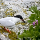 A small white bird with light grey wings, orange legs and a black cap