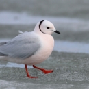 A gull with white head and breast, a black ring around it's head and light grey wings walking on red/orange legs on the beach