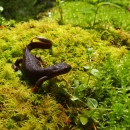 A black newt with rough skin standing on green moss