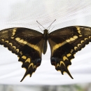 A black butterfly with yellow patches on it's wings