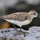 A white-breasted shorebird with brown wing feathers on a rock