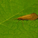 A small yellow/brown bug with long antennae and wings