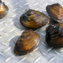 Brown and black striated freshwater mussels sitting a steel truck bed