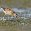 A shorebird with various brown colors in it's feathers and a long narrow beak feeding at low tide