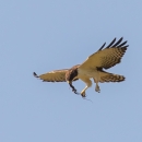 A white-breasted hawk flying with a skink in it's mouth