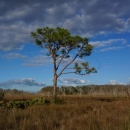 A single, tall pine tree in a grassy prairie