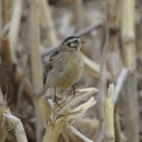 A brown and tan bird standing on a harvested crop