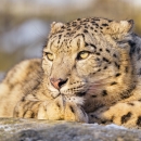 A light tan cat with black spots laying on a rock in a snowy environment