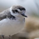 A small white-breasted shorebird with short pointed beak and grey feathers on it's head and wings