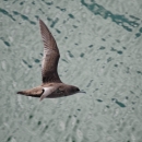 A brown/dark grey bird flying over the water