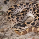 A black, grey and yellow snake with a rounded head