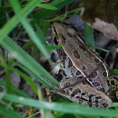 A brown frog with dark spots in the grass