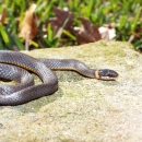 A dark grey snake with red markings on it's belly and a reddish orange ring around it's neck