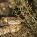 A coiled tan colored snake with brown splotches hiding next to some vegetation