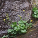 A green leafy plant with yellow flowers emerging from crevices in a rock face