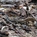 A small lizard with a bright blue tail and brown/black striped body on sandy leaf litter