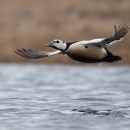 A white and black bird glides over the water with tundra in the background