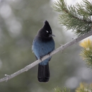 A black and blue bird perched on an evergreen tree while it's snowing
