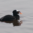 A black bird with white patches on its forehead and neck, and a white and orange beak