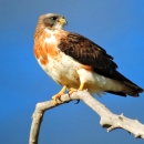 A rust and white breasted hawk with dark brown wings perched high on a branch