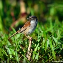 A brown and grey bird perched on a twig with a bug in it's mouth