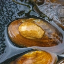 tagged medionidus parvulus mussel