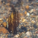 pleurobema georgianum mussel sampled from Holly Creek, GA