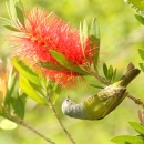 A grey and yellow bird perched upside down on a flowering plant
